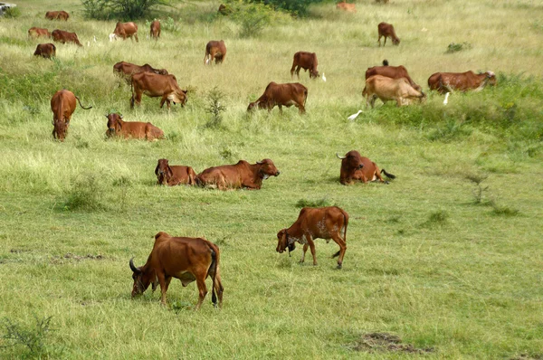 Koeien en stieren grazen in weelderige grasveld — Stockfoto