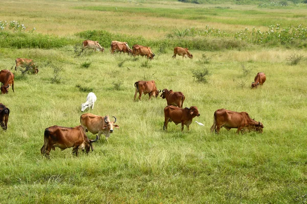 Cows and bulls grazing on lush grass field — Stock Photo, Image