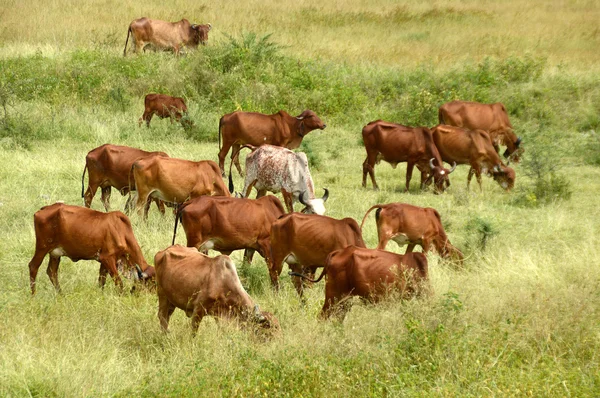 Mucche e tori al pascolo sul campo di erba lussureggiante — Foto Stock