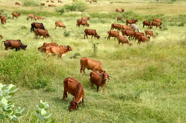 Vacas e touros pastando em campo de grama exuberante — Fotografia de Stock