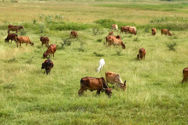 Tehenek és a bikák legelésző, buja füves területen — Stock Fotó
