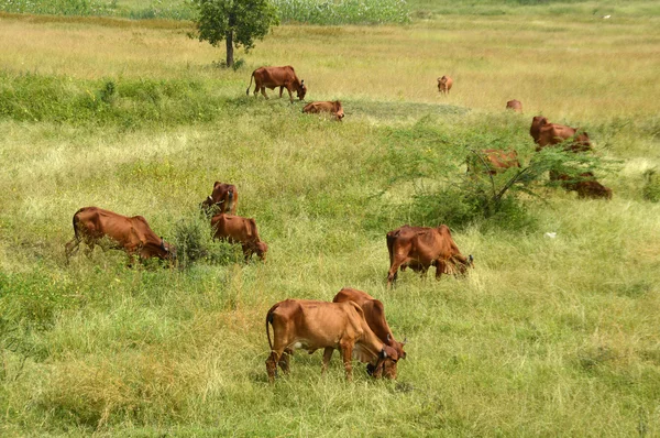 Vacas e touros pastando em campo de grama exuberante — Fotografia de Stock