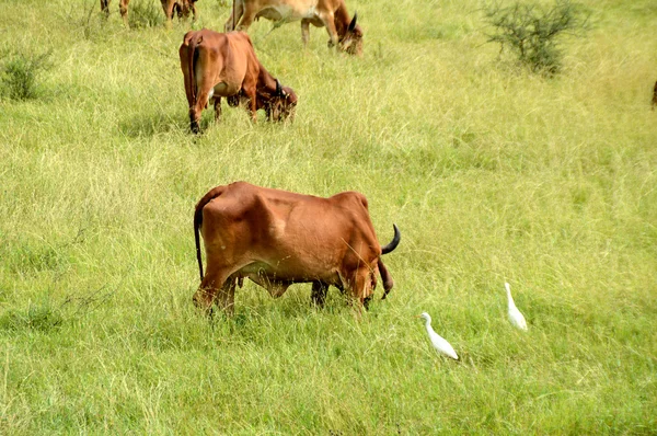 Vacas e touros pastando em campo de grama exuberante — Fotografia de Stock