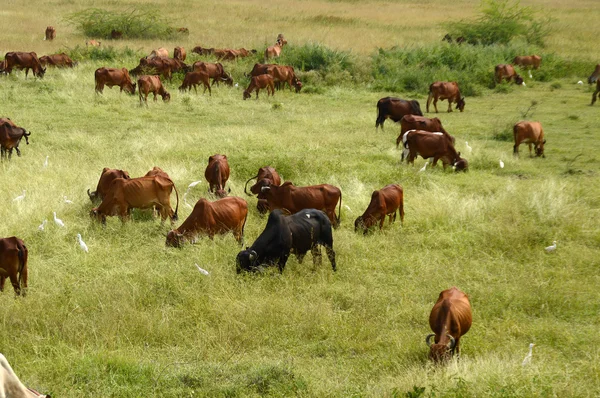 Tehenek és a bikák legelésző, buja füves területen — Stock Fotó
