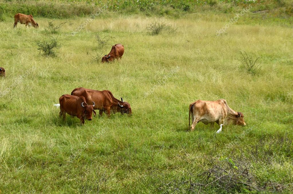 UFO 13.03.2019r. - Page 2 Depositphotos_119884972-stock-photo-cows-and-bulls-grazing-on