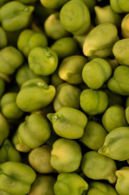 Arka plan olarak taze yeşil nohut (Cicer arietinum). Desi çeşitliliği dağınık nohutlar.