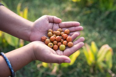Hindistan Jujube veya ber veya böğürtlen (Ziziphus mauritiana) tarlada el ele