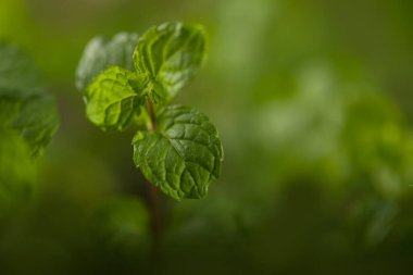 Bir taş doku arka planında taze nane yapraklarını kapat