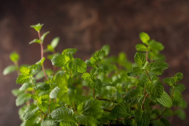 Bir taş doku arka planında taze nane yapraklarını kapat