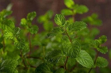 Bir taş doku arka planında taze nane yapraklarını kapat