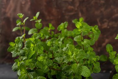 Bir taş doku arka planında taze nane yapraklarını kapat