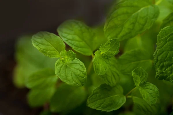 Tutup Daun Mint Segar Pada Latar Belakang Tekstur Batu — Stok Foto