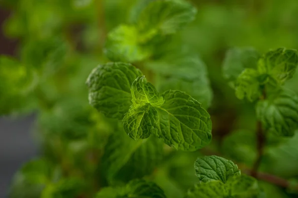 Tutup Daun Mint Segar Pada Latar Belakang Tekstur Batu — Stok Foto