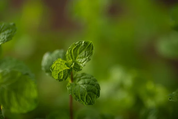 Tutup Daun Mint Segar Pada Latar Belakang Tekstur Batu — Stok Foto