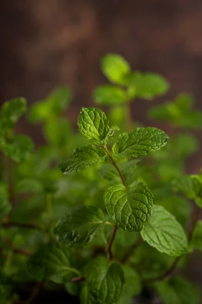 Tutup Daun Mint Segar Pada Latar Belakang Tekstur Batu — Stok Foto