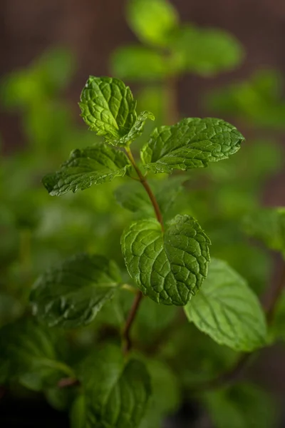 Tutup Daun Mint Segar Pada Latar Belakang Tekstur Batu — Stok Foto