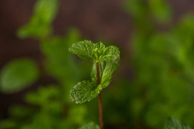 Bir taş doku arka planında taze nane yapraklarını kapat