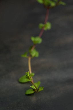 Bir taş doku arka planında taze nane yapraklarını kapat