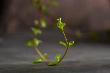 Bir taş doku arka planında taze nane yapraklarını kapat