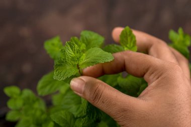 Taş desenli arka planda izole edilmiş taze nane yaprakları.