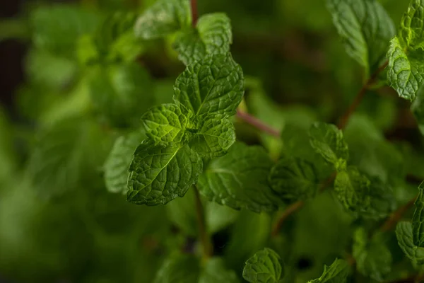 Tutup Daun Mint Segar Pada Latar Belakang Tekstur Batu — Stok Foto