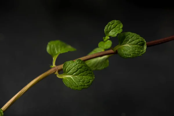 Primer Plano Hojas Menta Fresca Sobre Fondo Textura Piedra —  Fotos de Stock