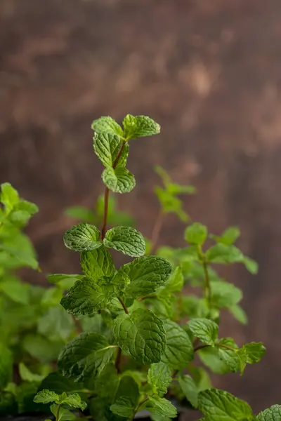 Tutup Daun Mint Segar Pada Latar Belakang Tekstur Batu — Stok Foto