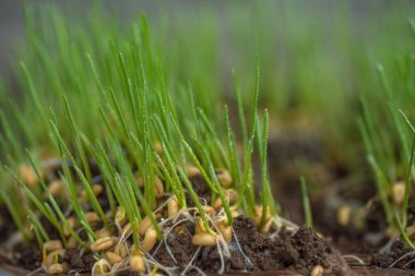 Toprakta yetişen genç buğday filizlerine ya da filizlerine yakın çekim.