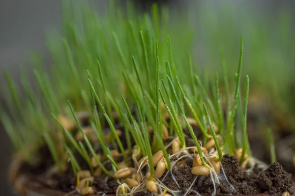 Крупный План Молодых Саженцев Пшеницы Ростков Растущих Почве Стоковая Картинка
