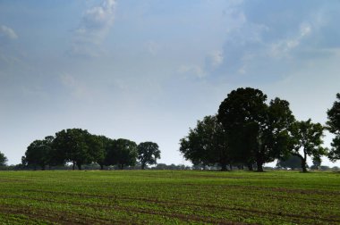 Yeşil tarım arazisi olan tarım arazisi