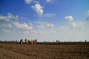 AMRAVATI, MAHARASHTRA, INDIA - 2 HAZİRAN 2015: Kimliği belirlenemeyen Hintli çiftçi, çiftliğinde boğayla geleneksel bir şekilde çalışıyor..