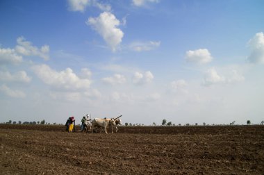 AMRAVATI, MAHARASHTRA, INDIA - 2 HAZİRAN 2015: Kimliği belirlenemeyen Hintli çiftçi, çiftliğinde boğayla geleneksel bir şekilde çalışıyor..