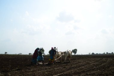 AMRAVATI, MAHARASHTRA, INDIA - 2 HAZİRAN 2015: Kimliği belirlenemeyen Hintli çiftçi, çiftliğinde boğayla geleneksel bir şekilde çalışıyor..