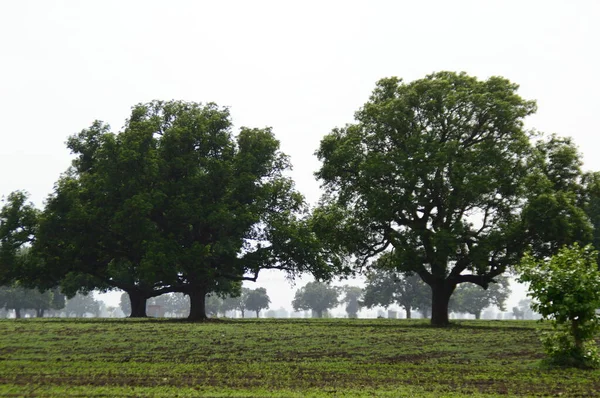 Paisaje Agrícola Con Campos Verdes —  Fotos de Stock