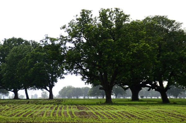 Paysage Agricole Avec Champs Agricoles Verts — Photo