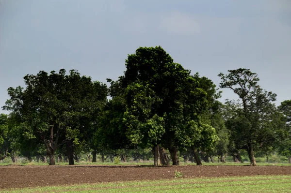 Paisagem Agrícola Com Campos Agrícolas Verdes — Fotografia de Stock