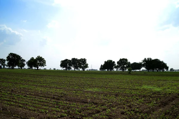 Сельскохозяйственный Ландшафт Зелеными Полями — стоковое фото