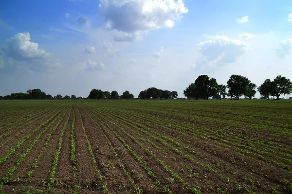 Paysage Agricole Avec Champs Agricoles Verts — Photo