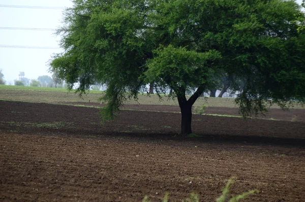 Paysage Agricole Avec Champs Agricoles Verts — Photo