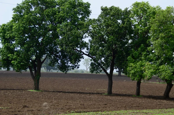 Paesaggio Agricolo Con Campi Agricoli Verdi — Foto Stock