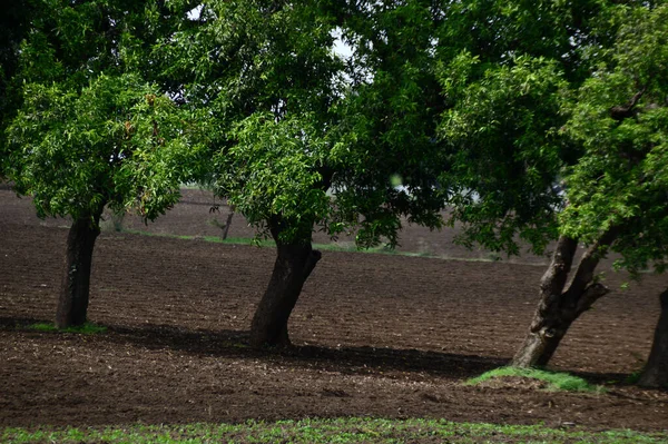 Paisaje Agrícola Con Campos Verdes — Foto de Stock