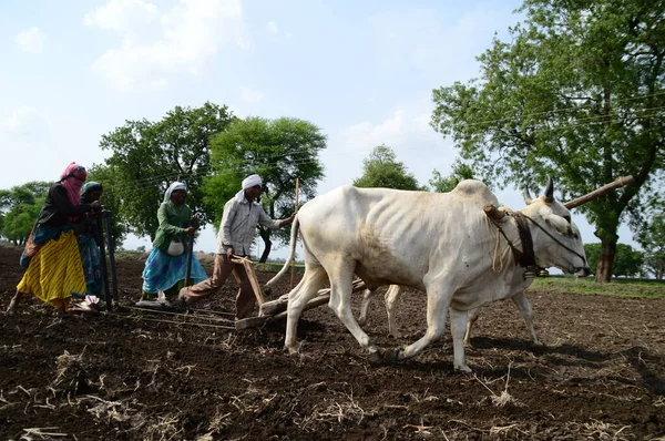 Amravati Maharashtra India July 2015 Petani India Yang Tidak Teridentifikasi — Stok Foto