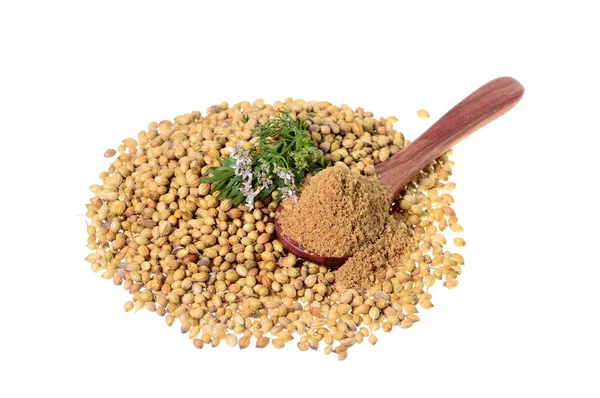 Coriander seeds, Fresh Coriander and Powdered coriander isolated on white background. — Stock Photo, Image