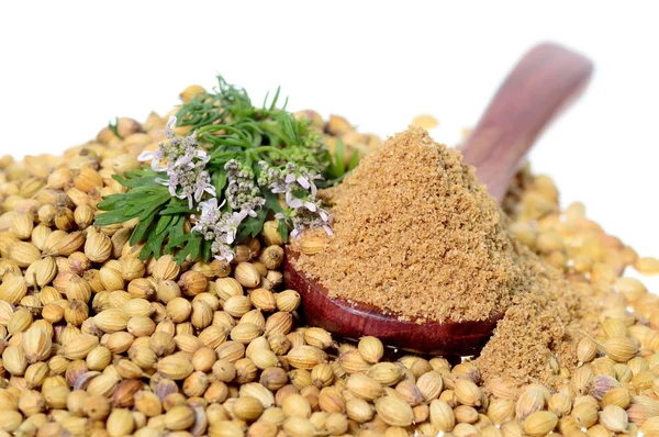 Coriander seeds, Fresh Coriander and Powdered coriander isolated on white background.