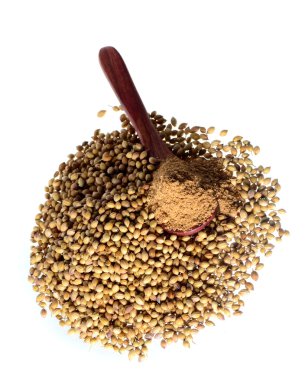 Kişniş tohumu, taze kişniş ve beyaz arka plan üzerinde izole Toz kişniş.