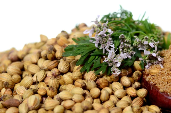 Semillas de cilantro, cilantro fresco y cilantro en polvo aislados sobre fondo blanco . — Foto de Stock