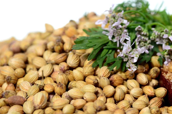 Kişniş tohumu, taze kişniş ve beyaz arka plan üzerinde izole Toz kişniş.