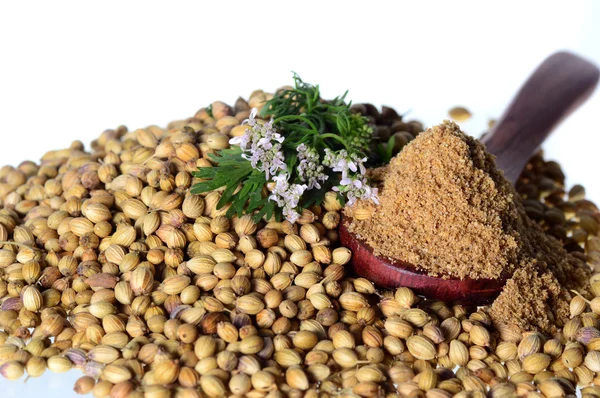 Semillas de cilantro, cilantro fresco y cilantro en polvo aislados sobre fondo blanco . — Foto de Stock