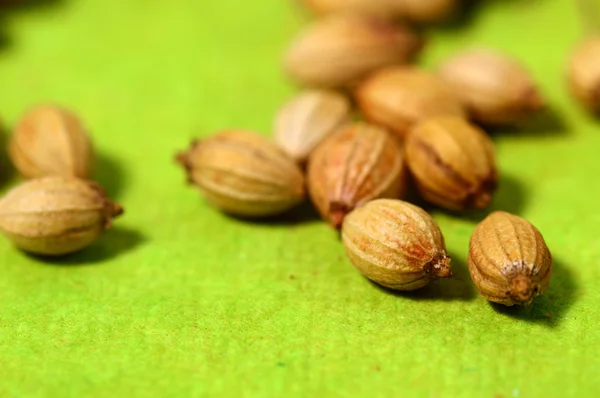 Coriander seeds — Stock Photo, Image