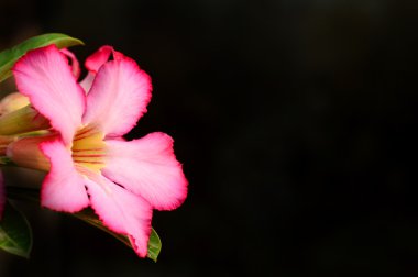 çiçek background. tropikal çiçek pembe adenium yakın çekim